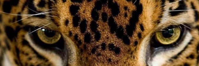 moraexcarol's profile banner image
