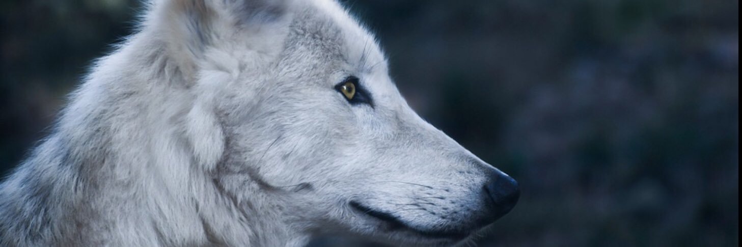 mooshie1999's profile banner image