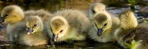 iwant_aduck's profile banner image