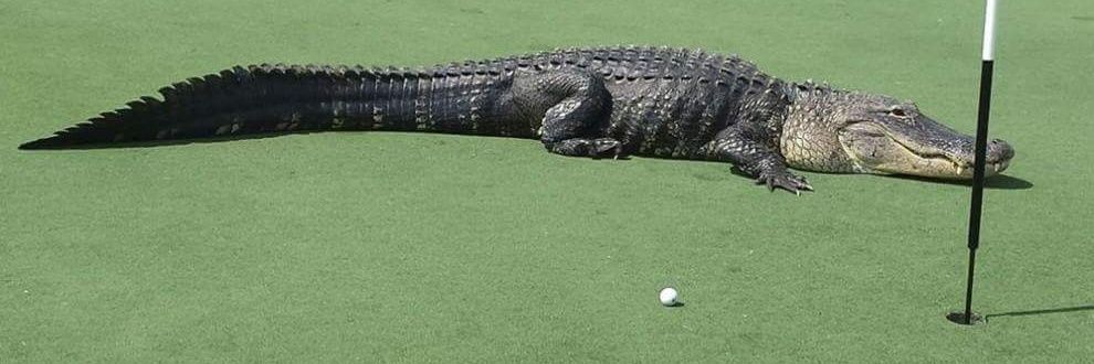 golfistibrutti's profile banner image