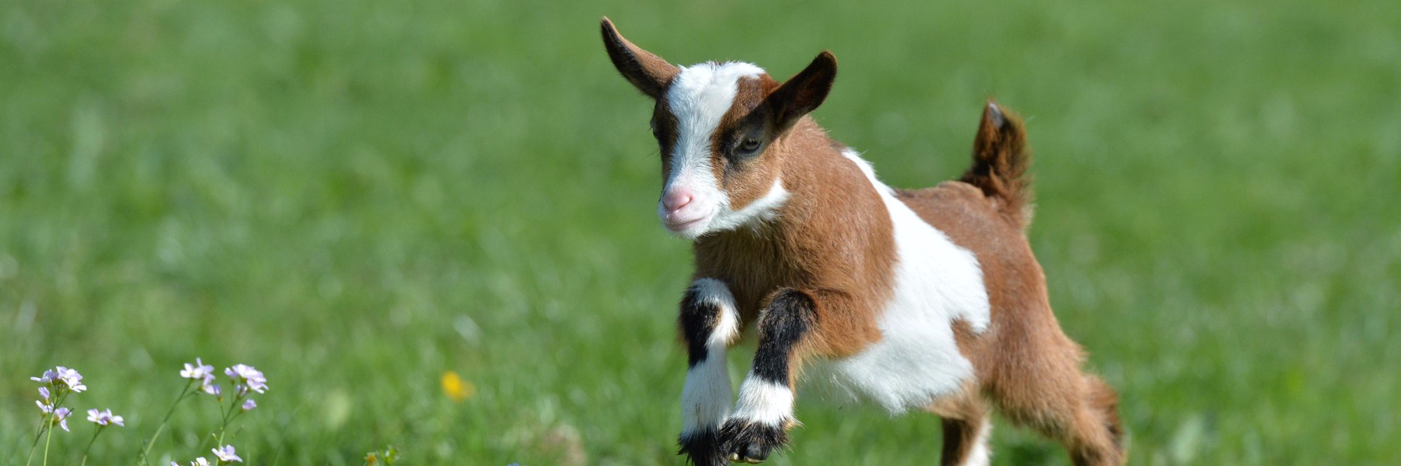 LookGoat's profile banner image