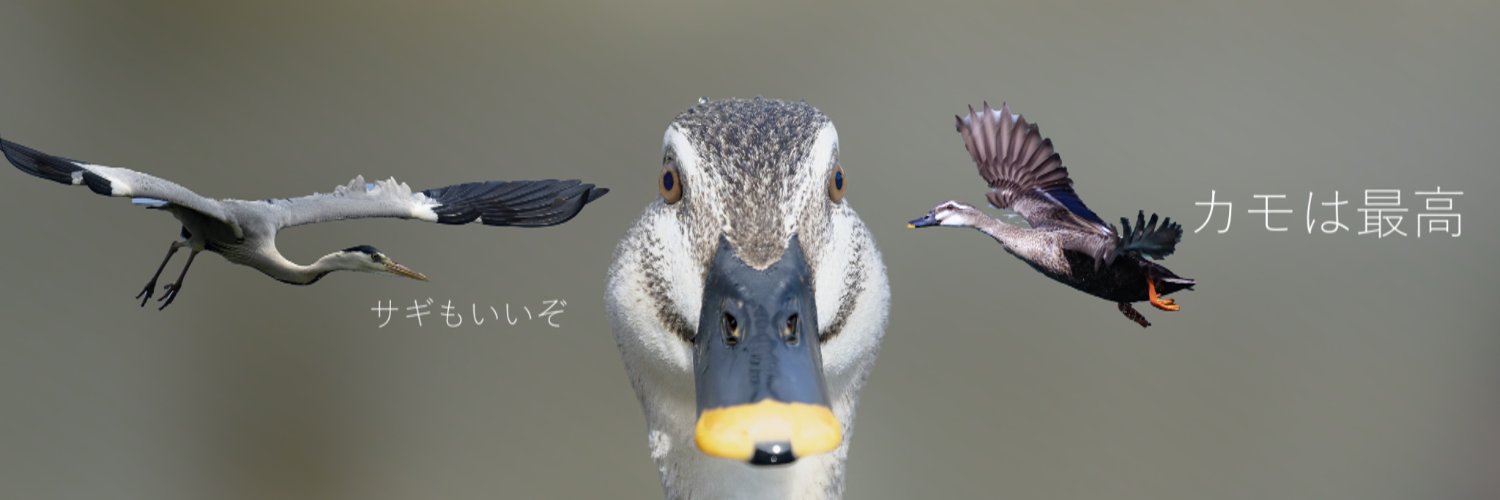 karugamoTV / カルガモの人's banner