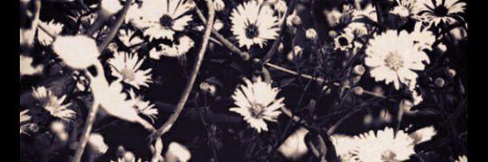 _xobliviousx_'s profile banner image