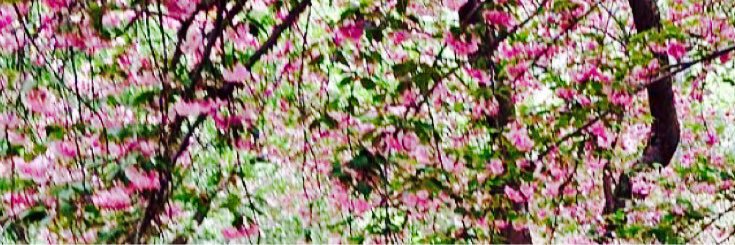Trade_LA's profile banner image