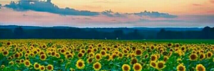 linette_jos's profile banner image