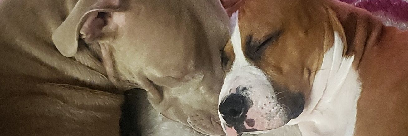 conch_itas's profile banner image