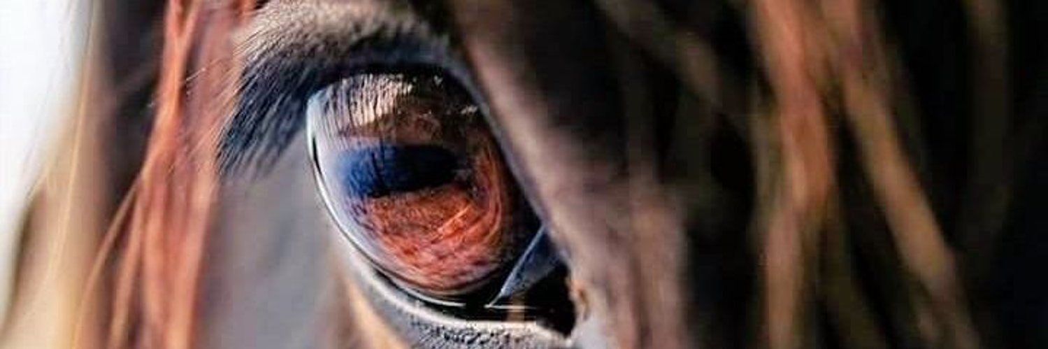 sdz_22's profile banner image