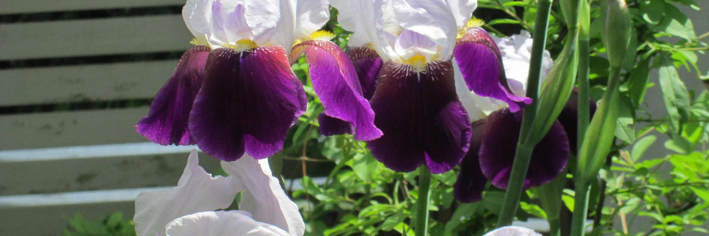shmoo_plot's profile banner image