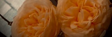 claranatsu's profile banner image