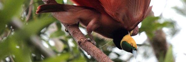 wpindao's profile banner image