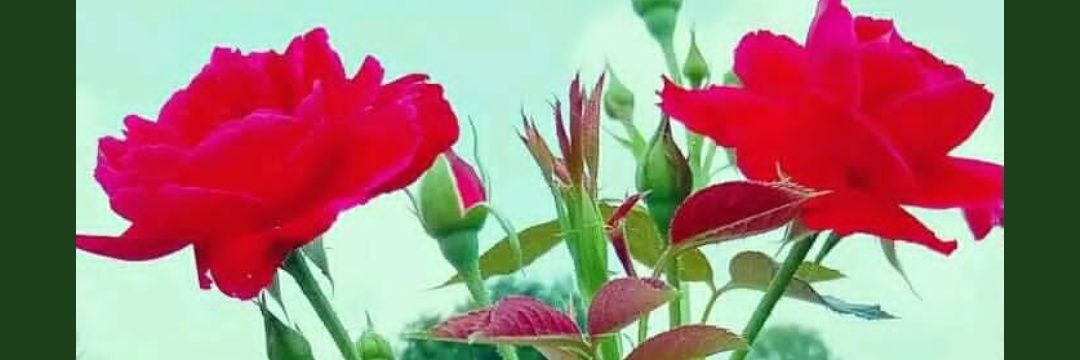 riyazkhan069's profile banner image