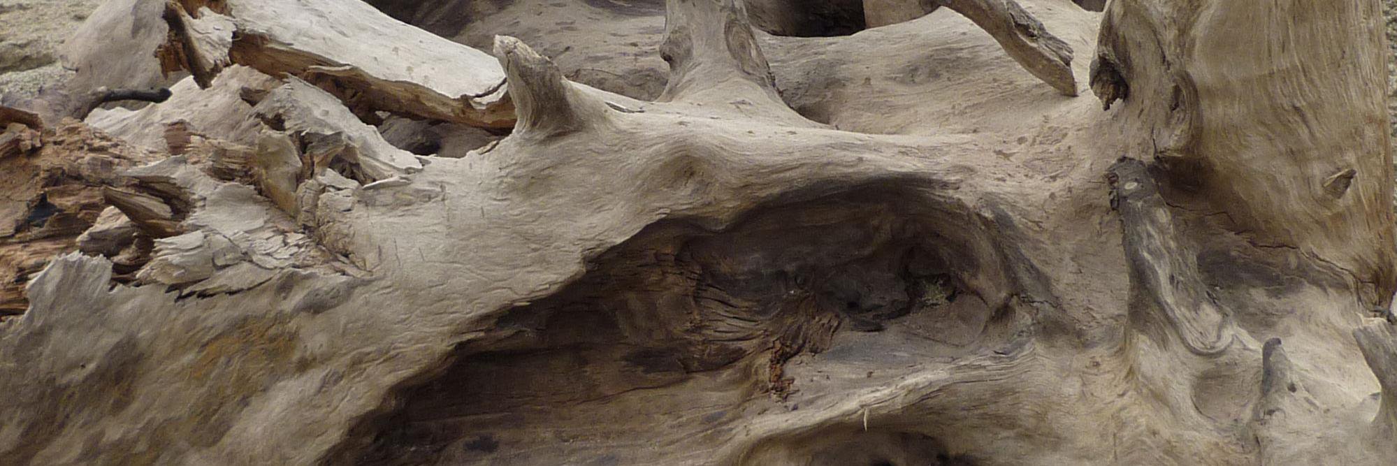 deconature's profile banner image