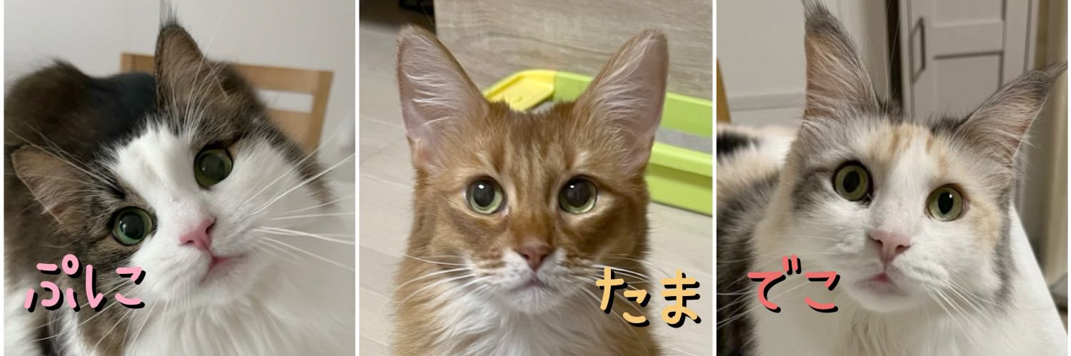 punitamadeko's profile banner image