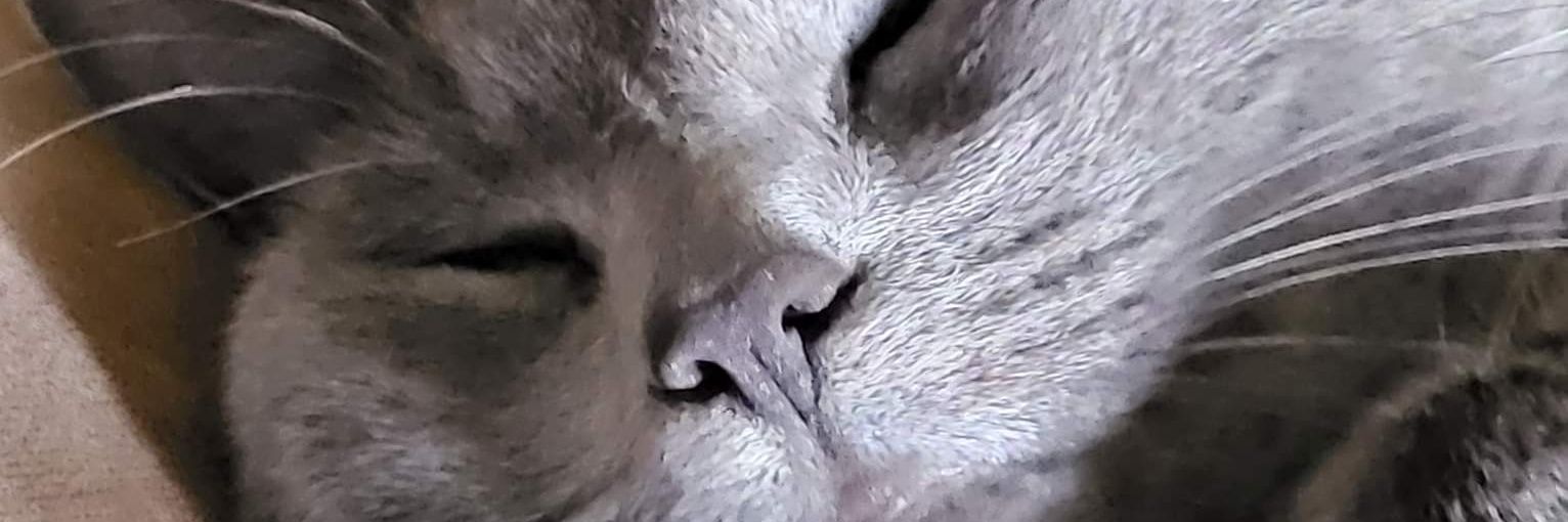 CyannSentry's profile banner image