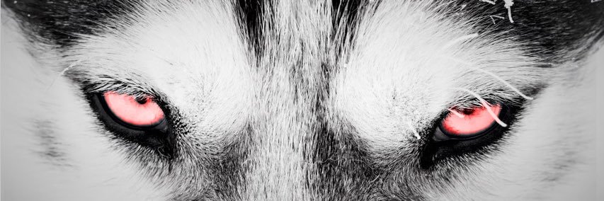 HuskyStrength's profile banner image