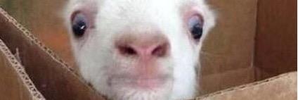 LiveForTheMom's profile banner image