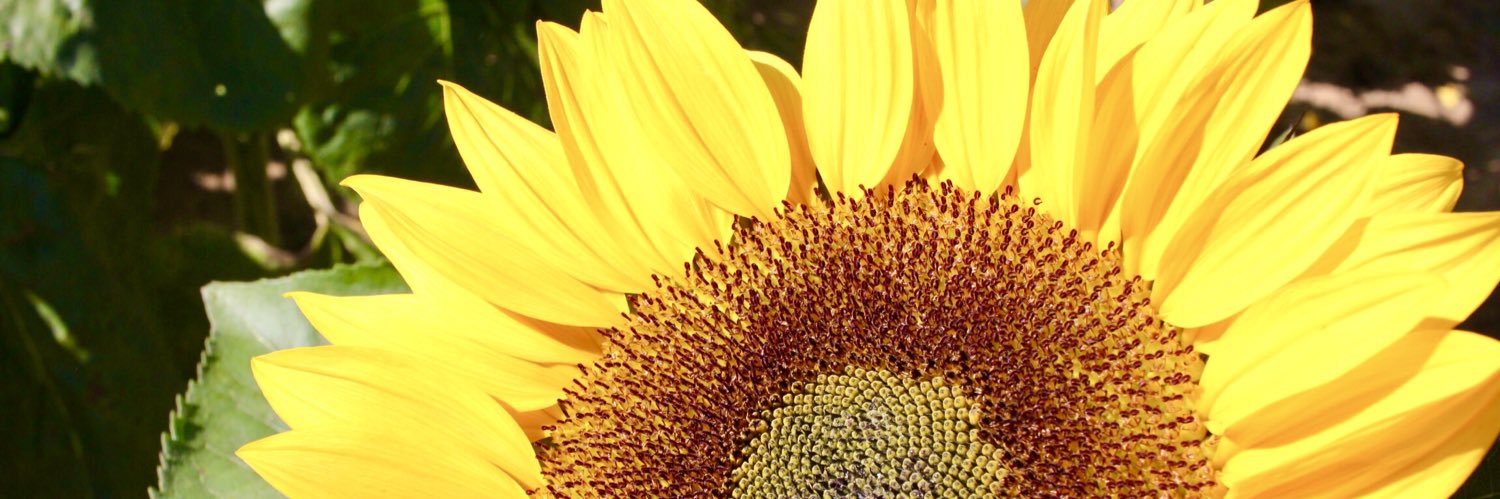 maracray's profile banner image