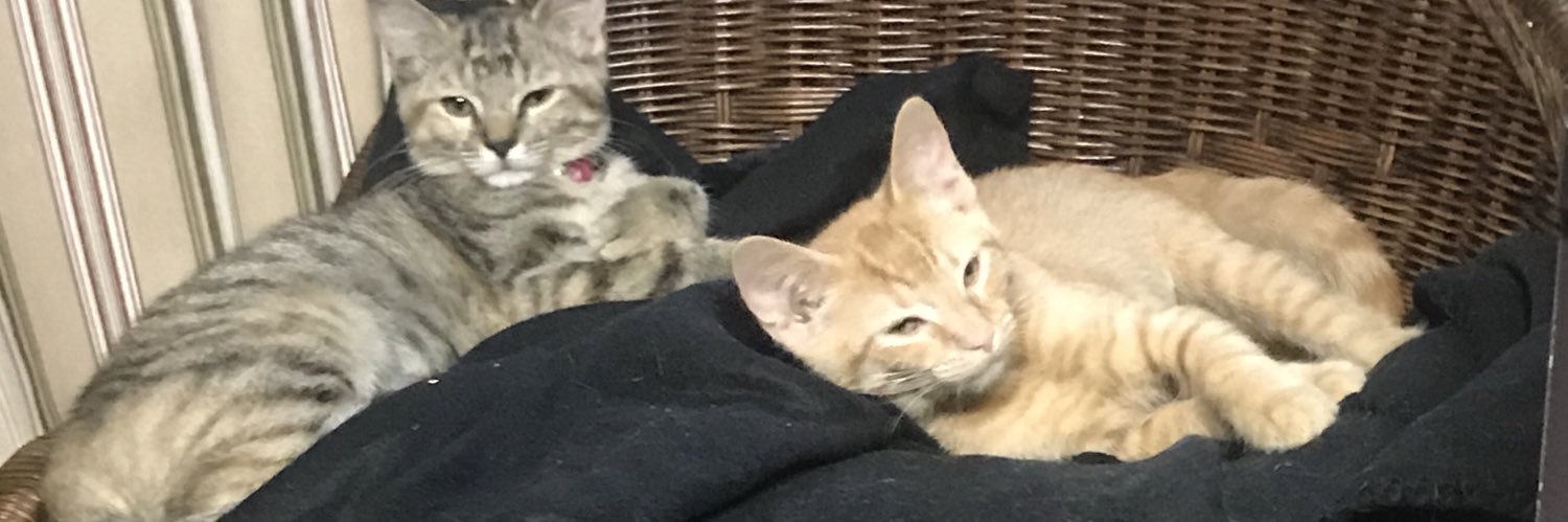 mamavanderbilt's profile banner image