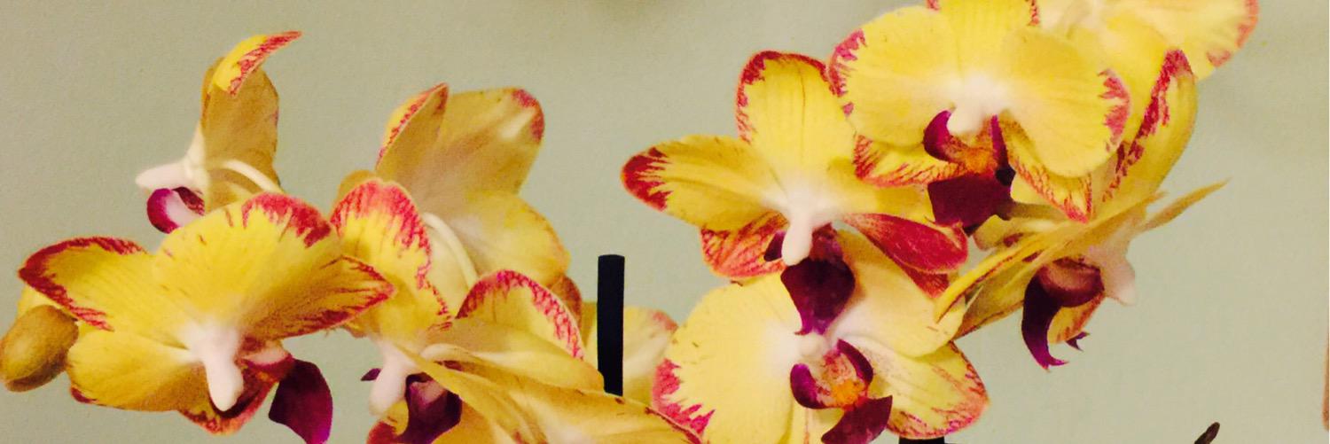 CoatneyTiffany's profile banner image