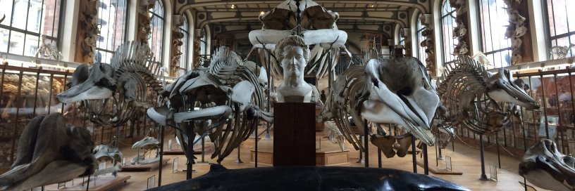 Dr. Kerri J. Smith 🐳👩🏼‍🔬 banner