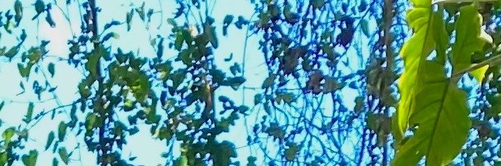 xtaurux's profile banner image