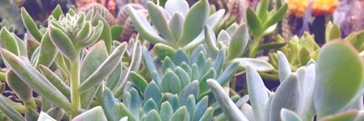 mokie_bear's profile banner image