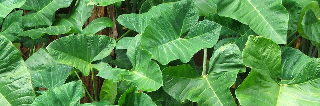 SlowFoodHawaii's profile banner image