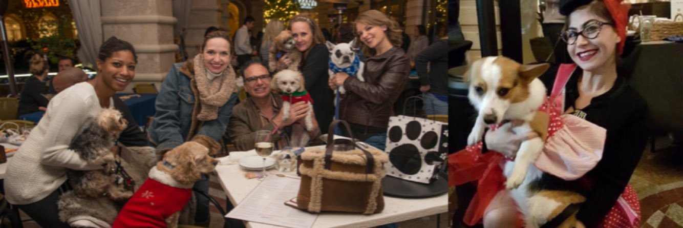 PawsOnThePatio's profile banner image