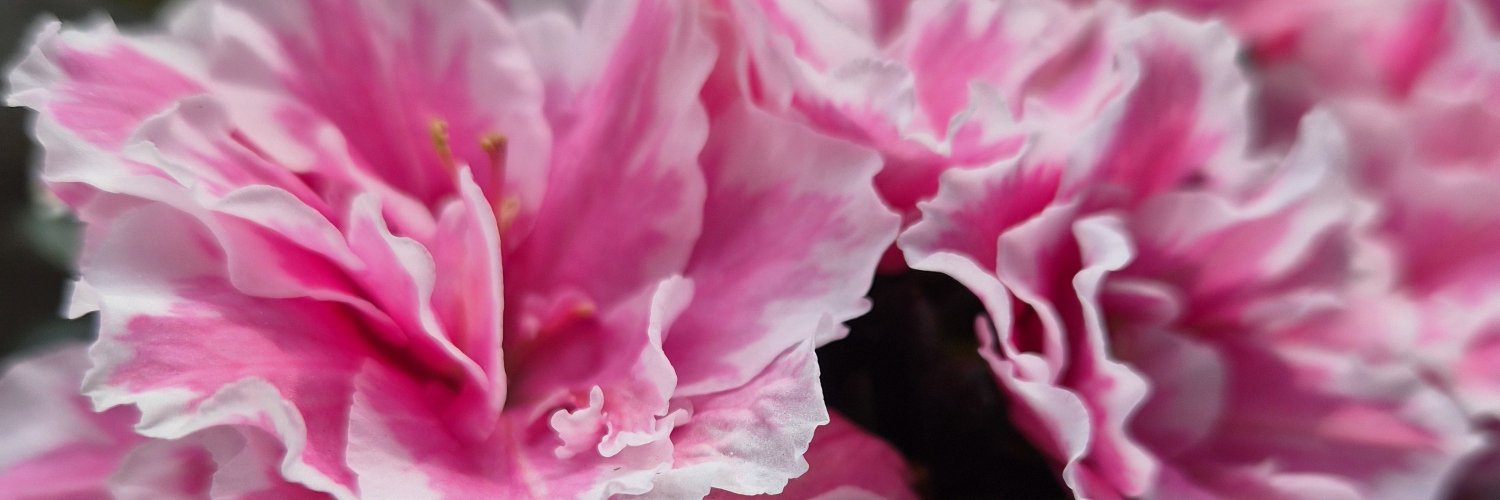 Deby_vm02's profile banner image