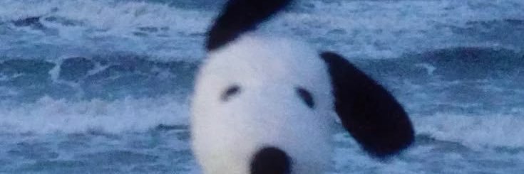 sofiayqlu's profile banner image