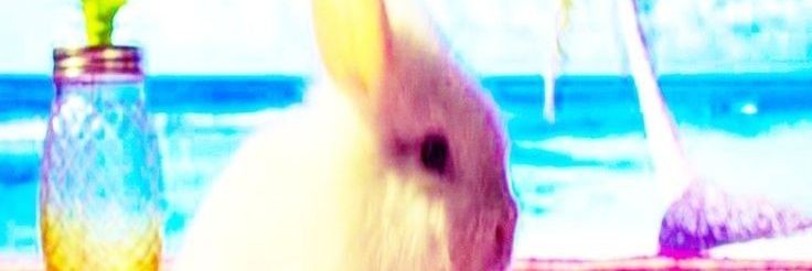 Txyche banner