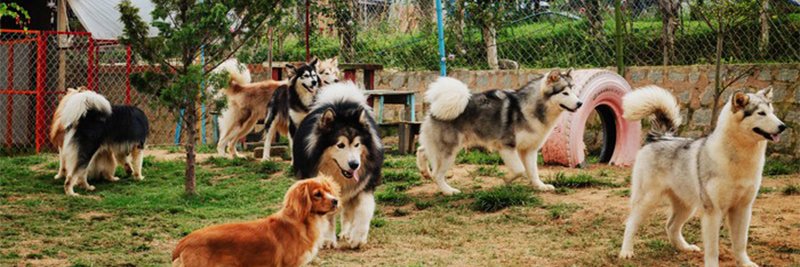 pawty_pet's profile banner image