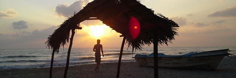ecologicalalex's profile banner image
