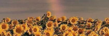 HDIGHAOTY's profile banner image