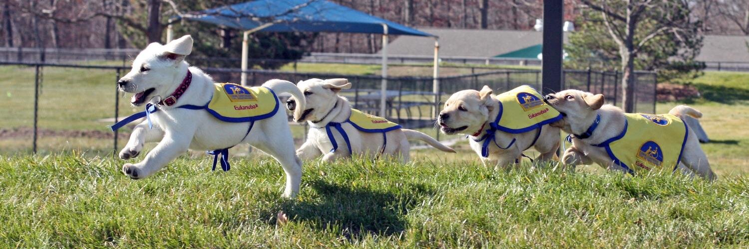 PuppySword's profile banner image