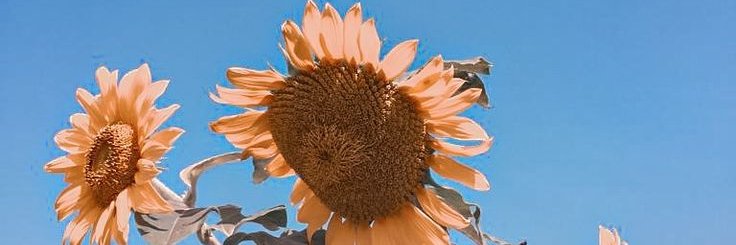 Lusna_derima's profile banner image
