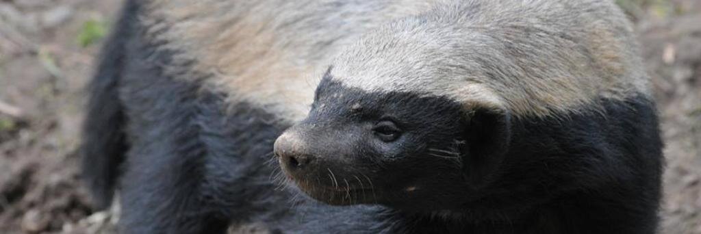 Tamas Blummer banner