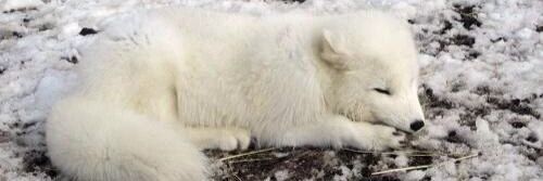 bleat_fox's profile banner image