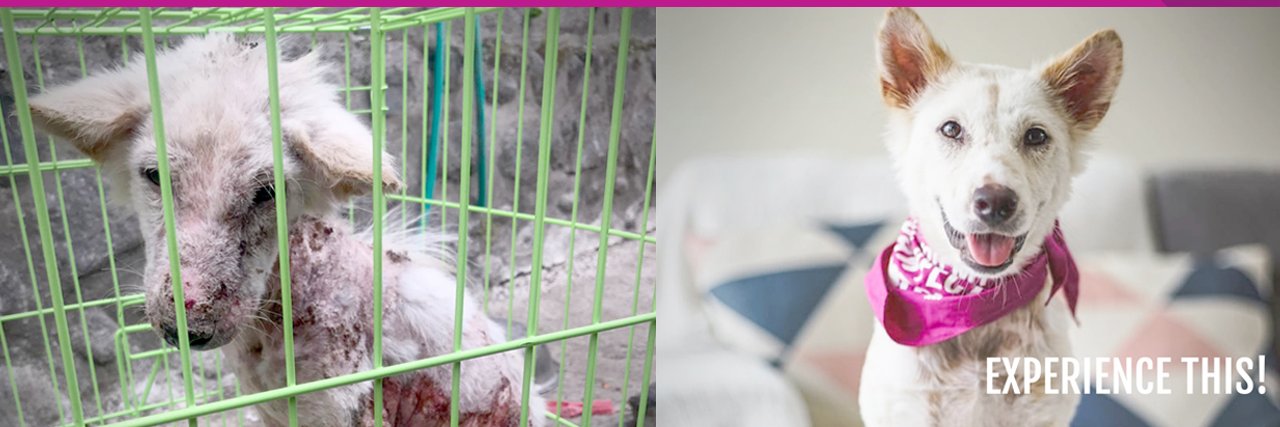 Mission Paws'ible Charity banner