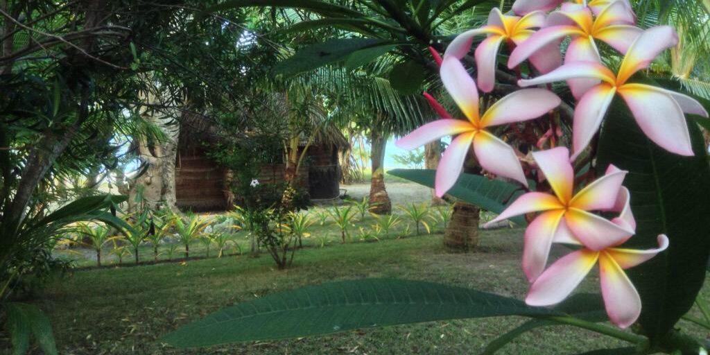 so_tonga's profile banner image