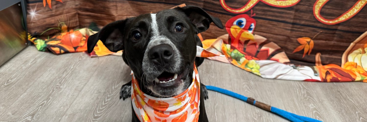 Randy Explosivo 🇵🇸 banner