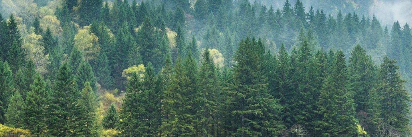 DmDominc's profile banner image