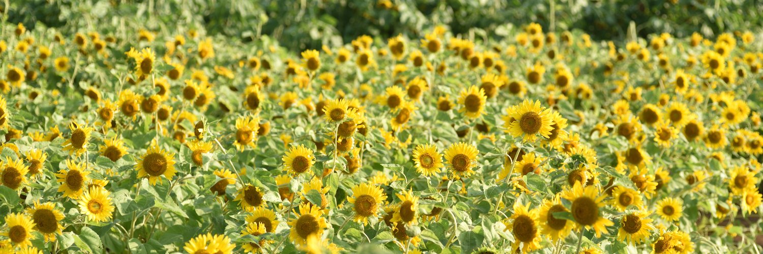 yamame249's profile banner image