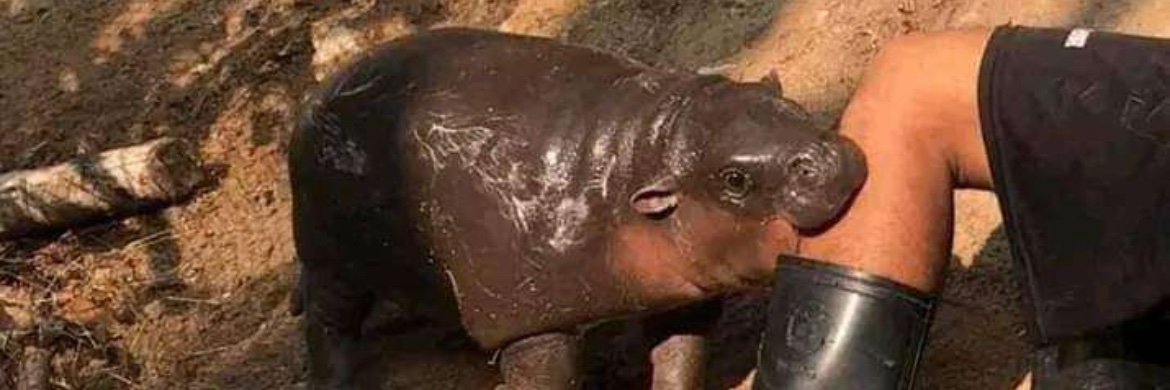 JohnnyCards1987 banner