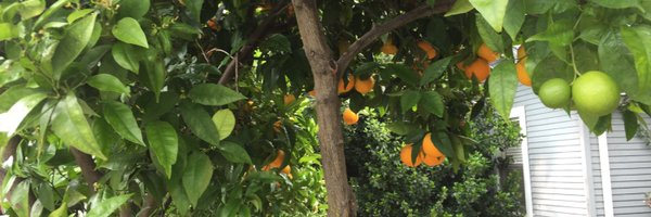 mixdev Profile Banner