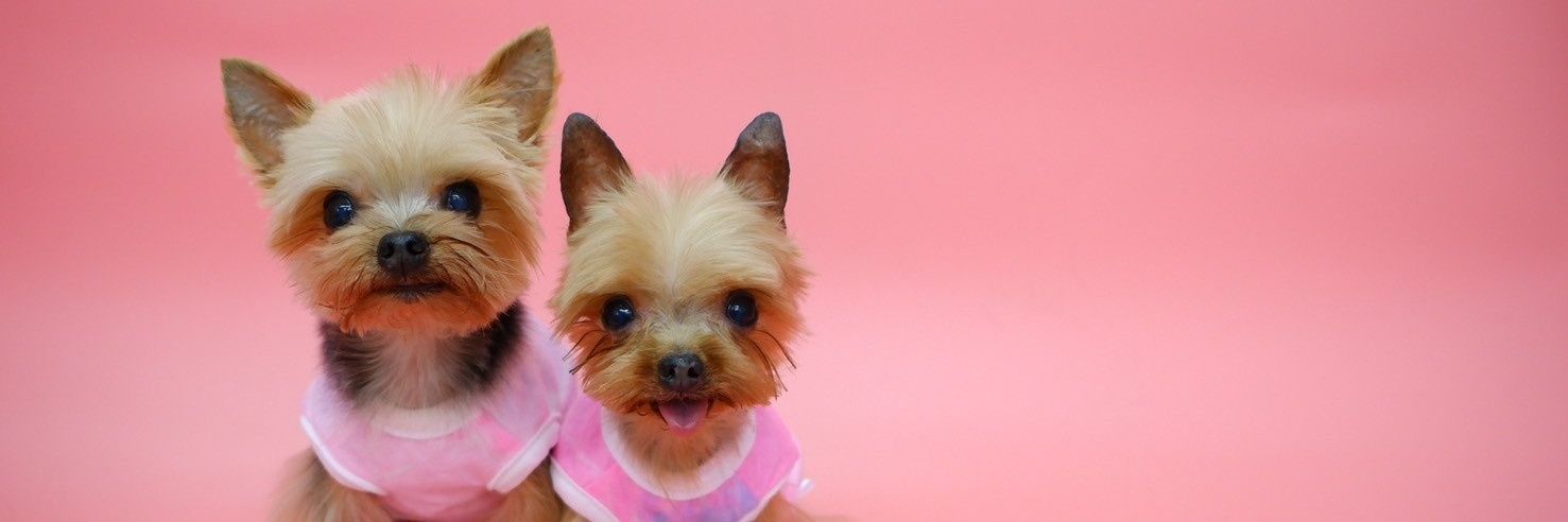SweetyYorkies's profile banner image