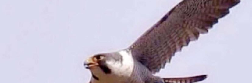 ALRASHEED_7416's profile banner image