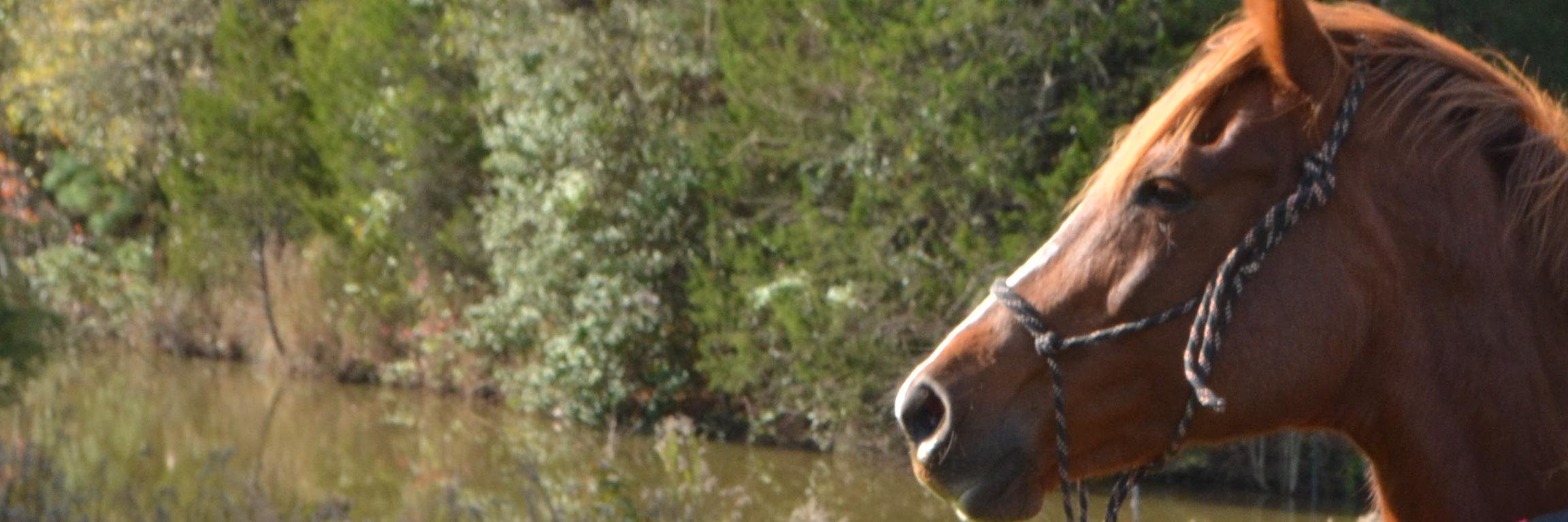 FrancesKParrish's profile banner image