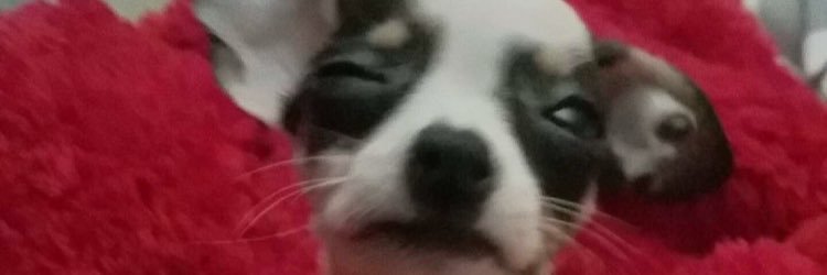 IchigoFizzlePop's profile banner image