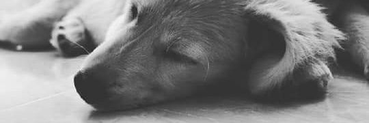 Carop_r's profile banner image
